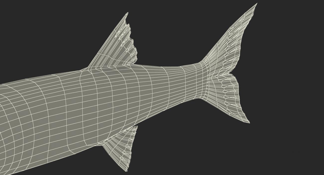 Barracuda Fish 3D model