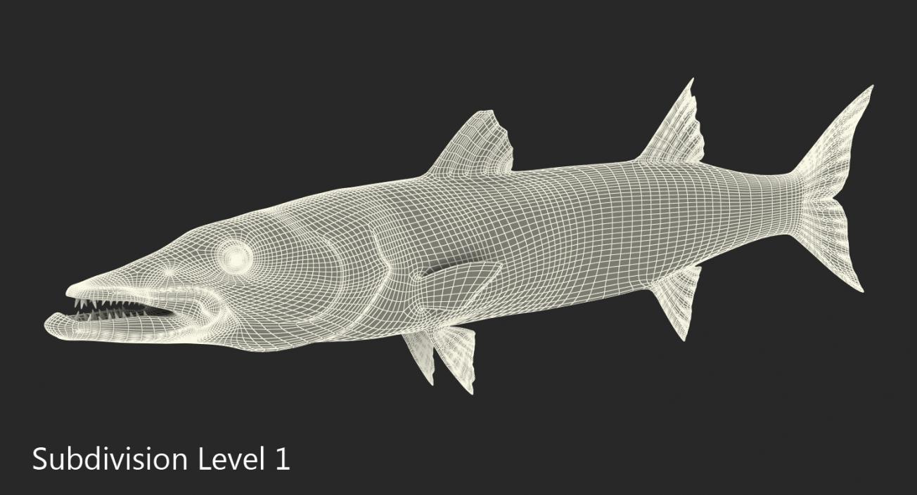 Barracuda Fish 3D model