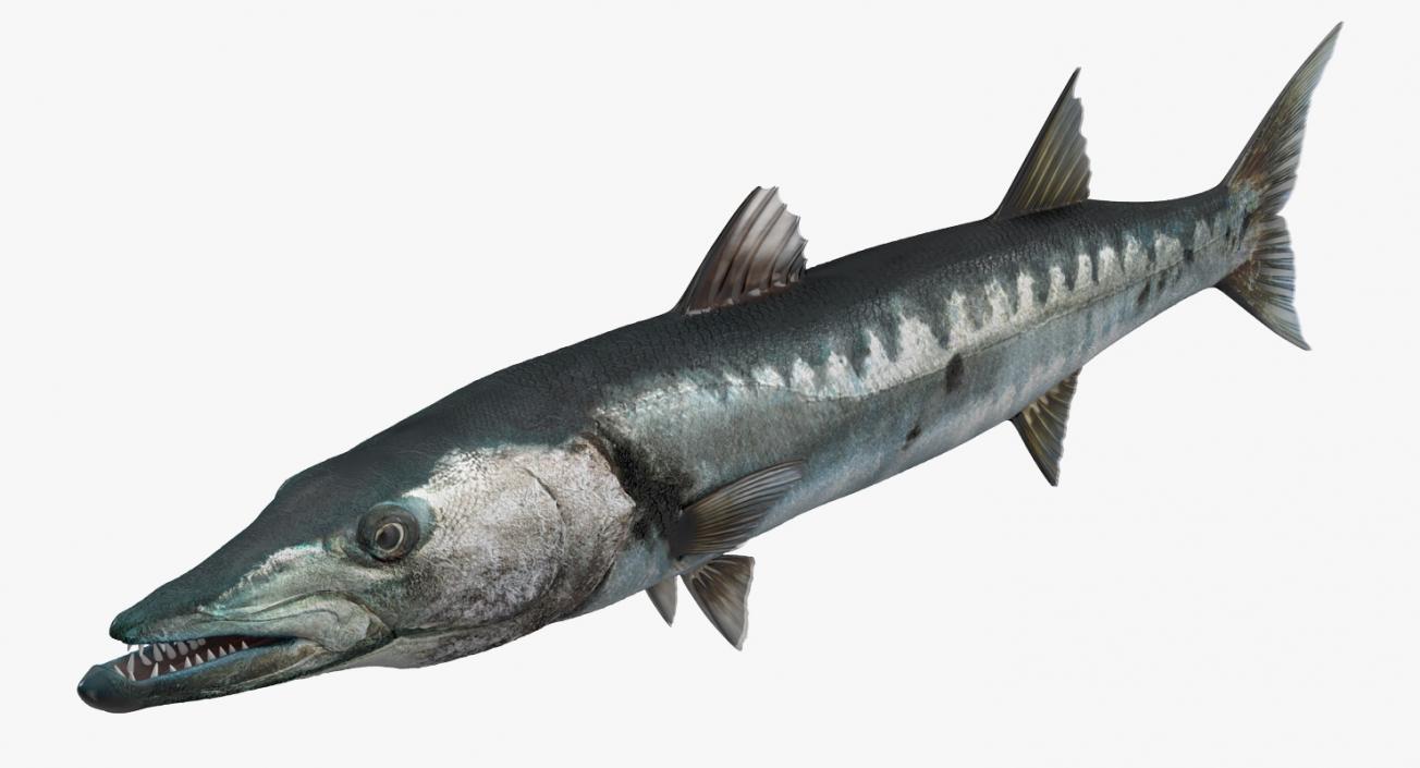 Barracuda Fish 3D model