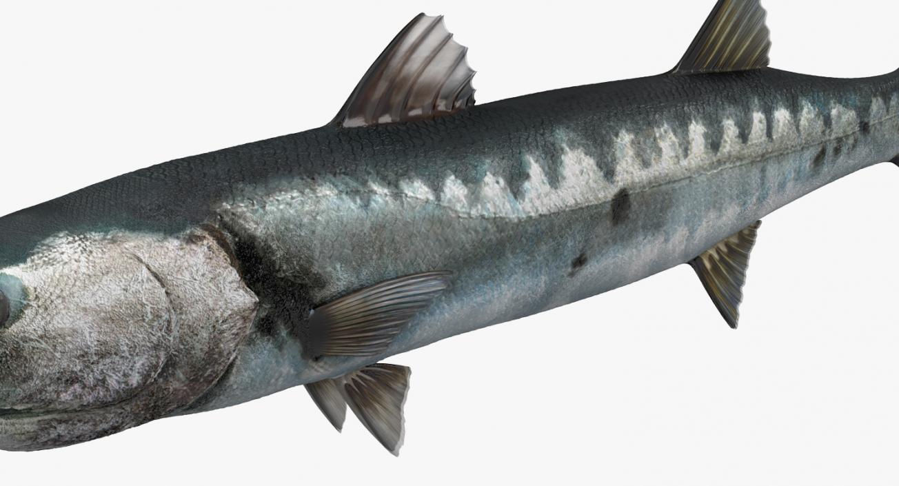 Barracuda Fish 3D model