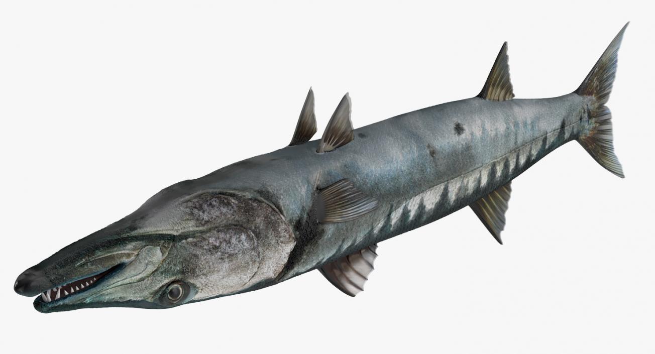 Barracuda Fish 3D model