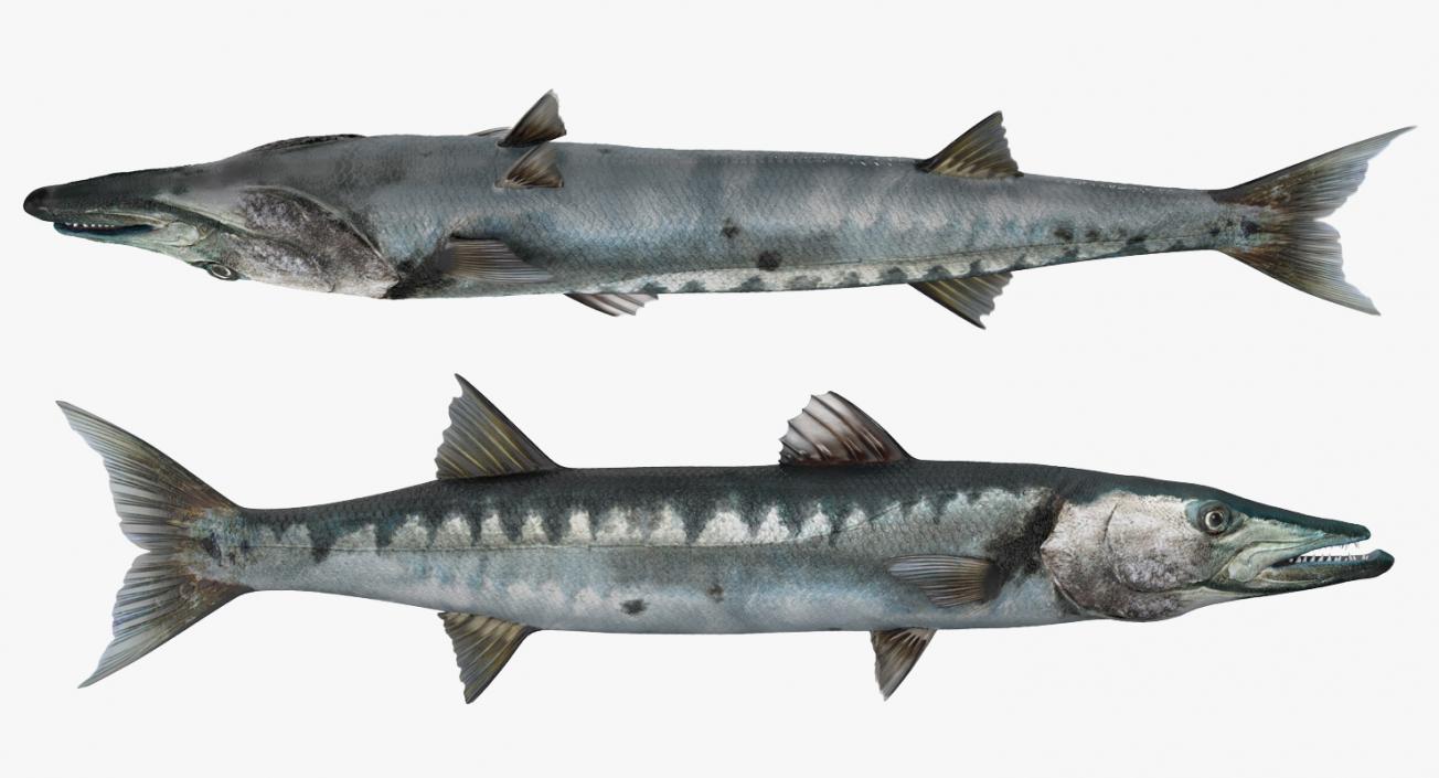 Barracuda Fish 3D model