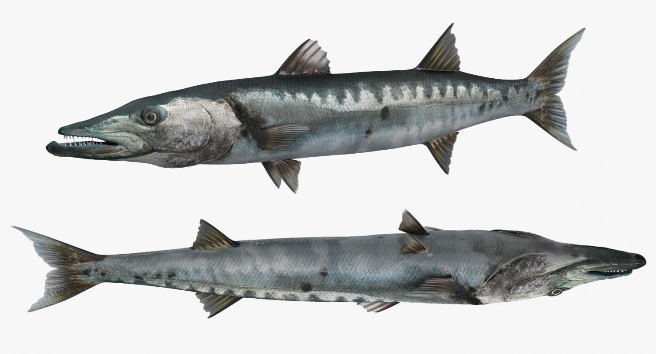 Barracuda Fish 3D model