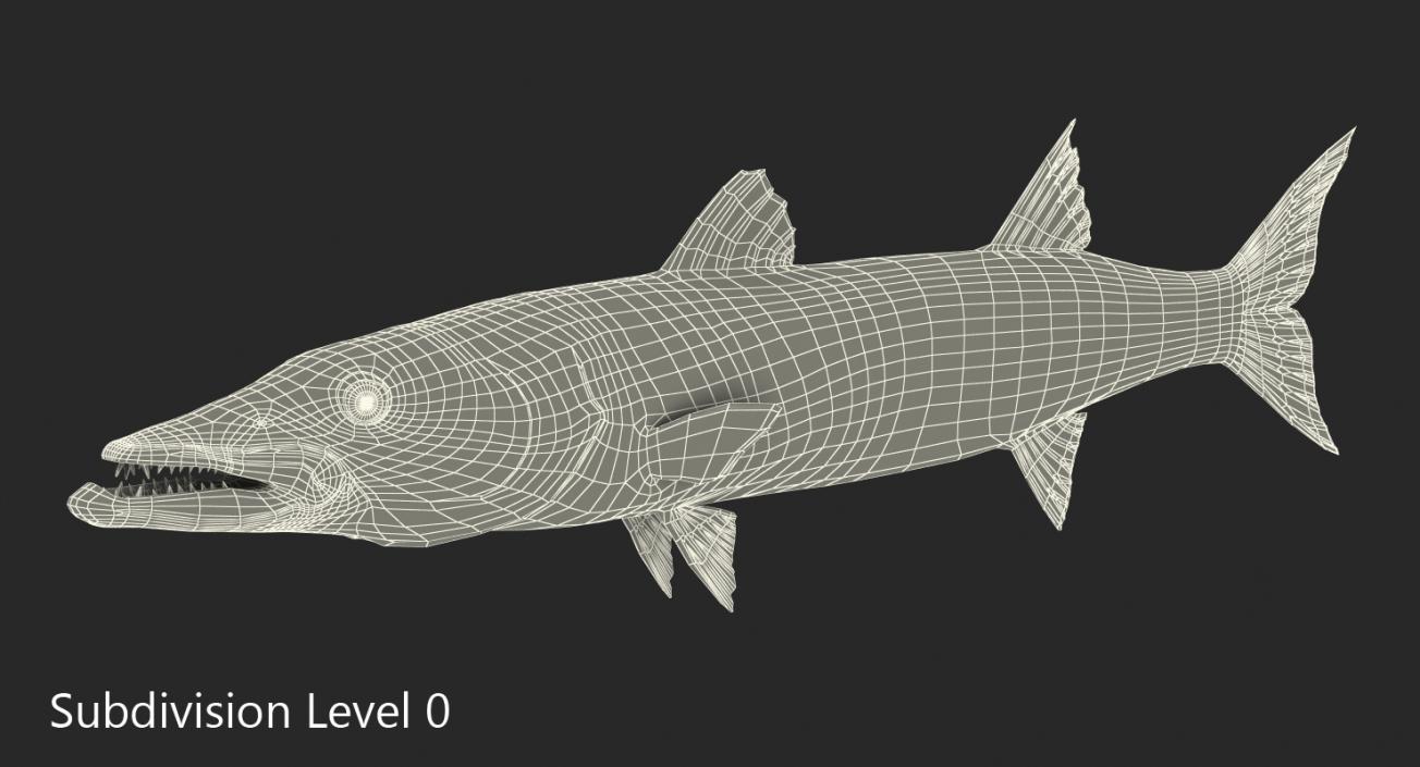 Barracuda Fish 3D model