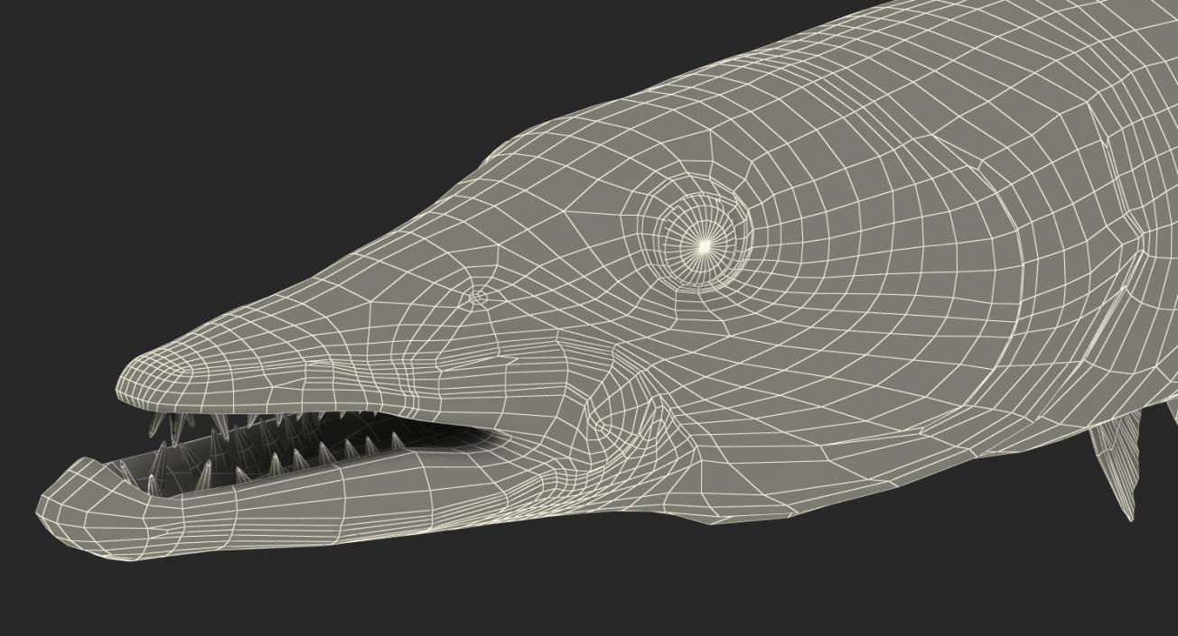 Barracuda Fish 3D model