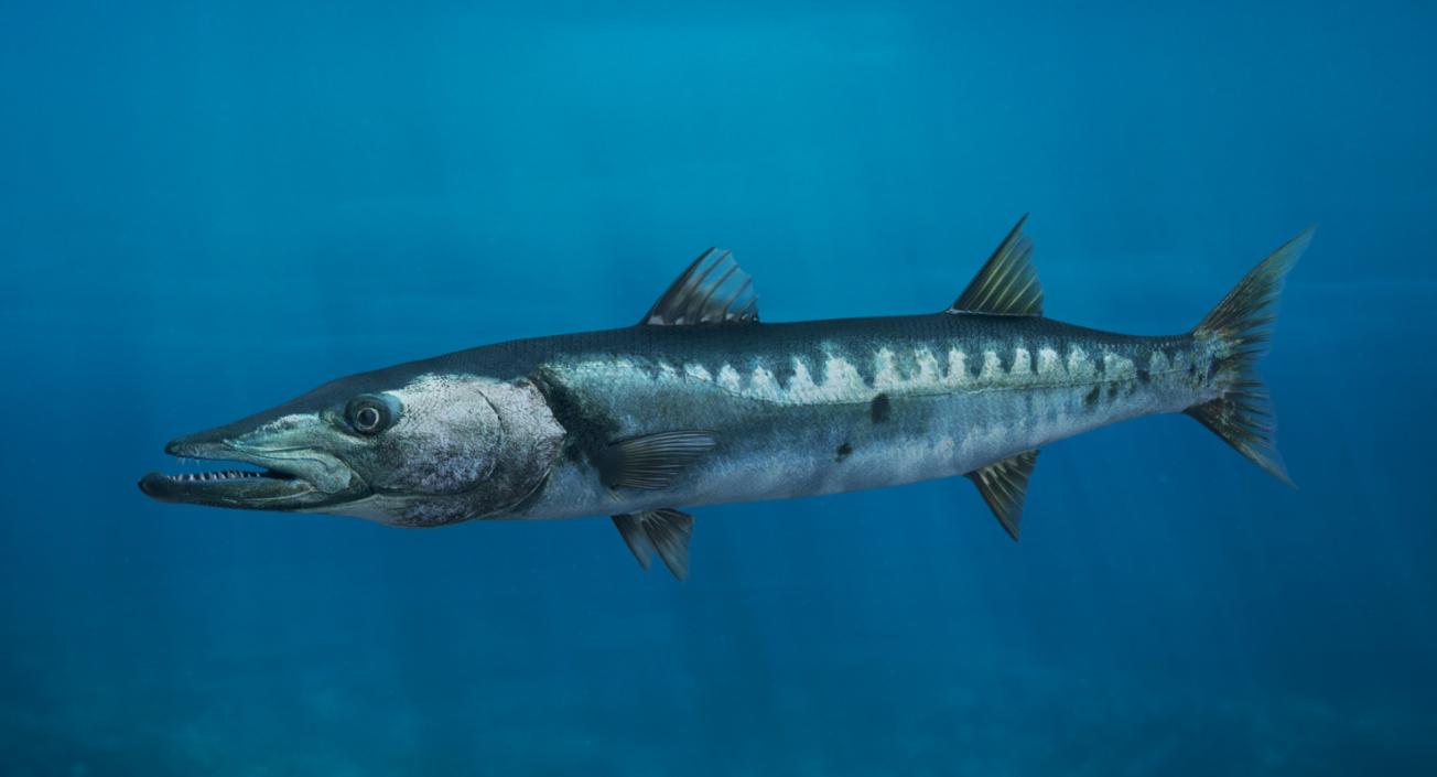 Barracuda Fish 3D model