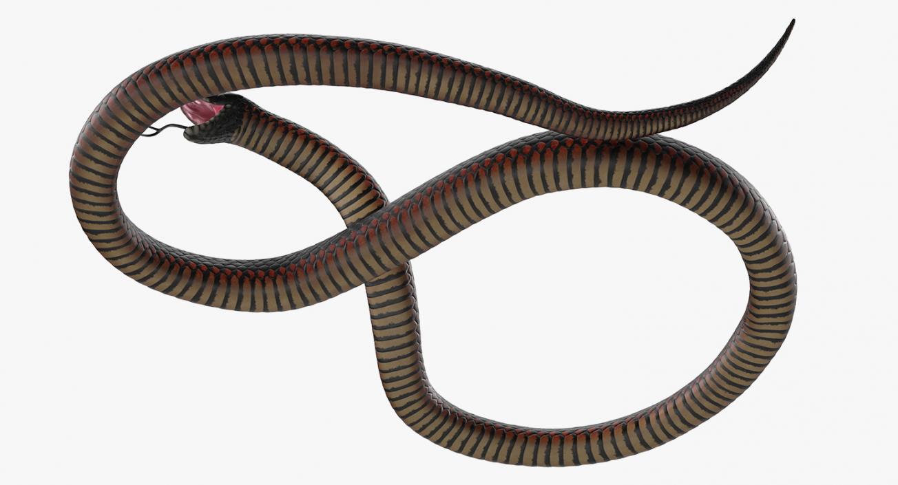 Snakes 3D Models Collection 3 3D model