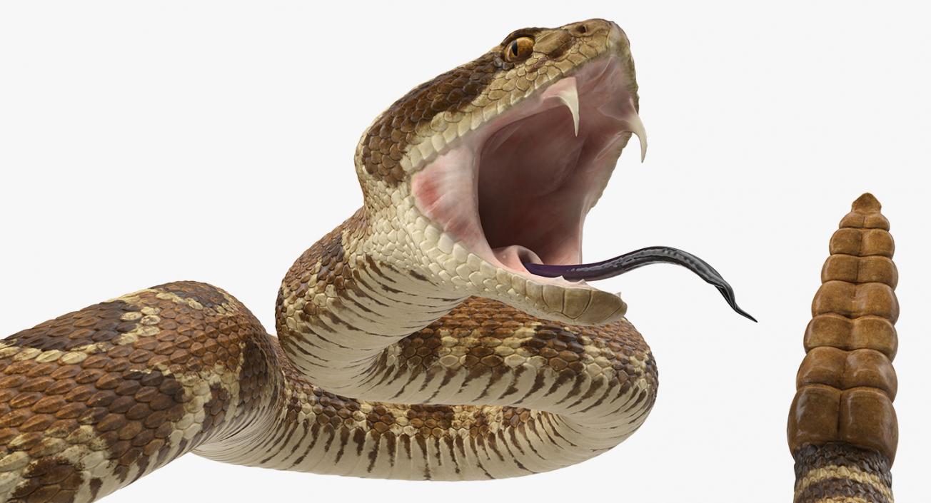 Snakes 3D Models Collection 3 3D model