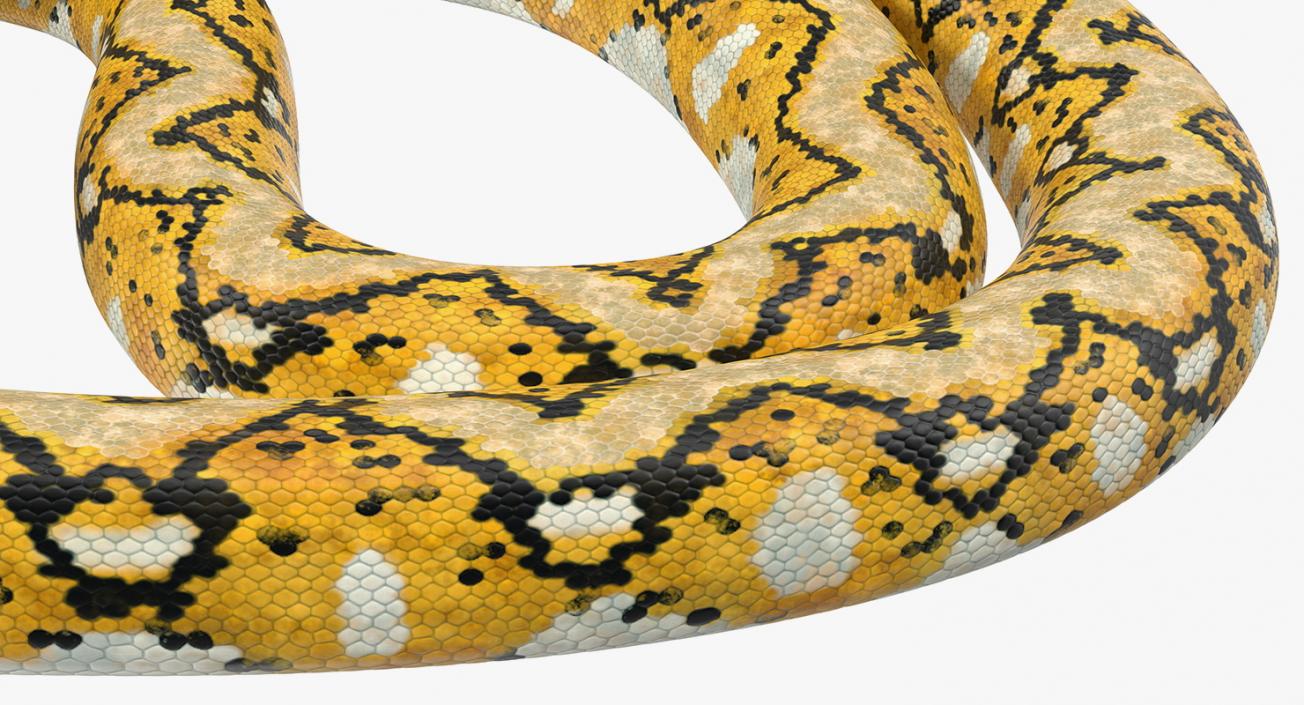 Snakes 3D Models Collection 3 3D model