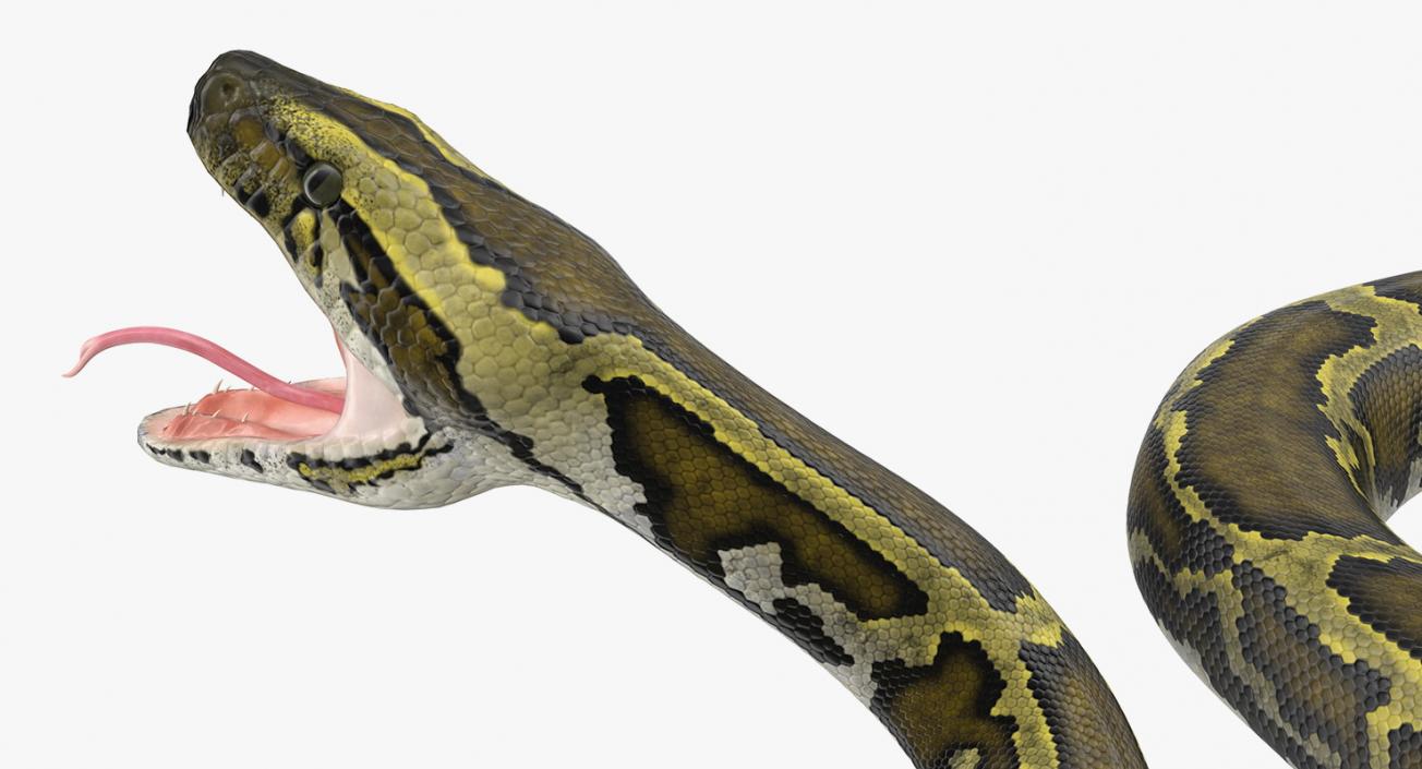 Snakes 3D Models Collection 3 3D model