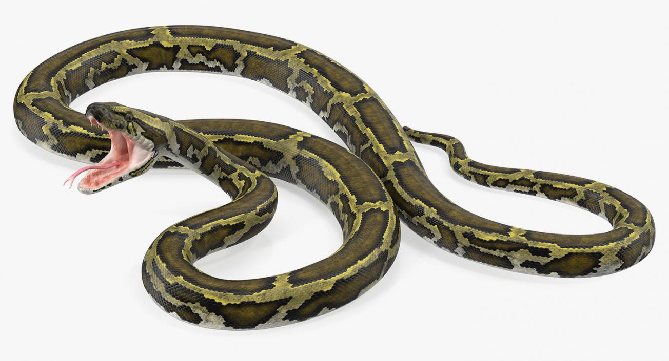 Snakes 3D Models Collection 3 3D model