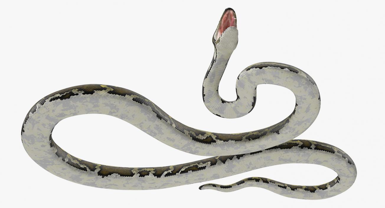 Snakes 3D Models Collection 3 3D model