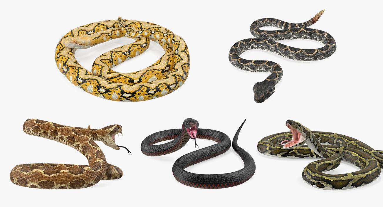 Snakes 3D Models Collection 3 3D model