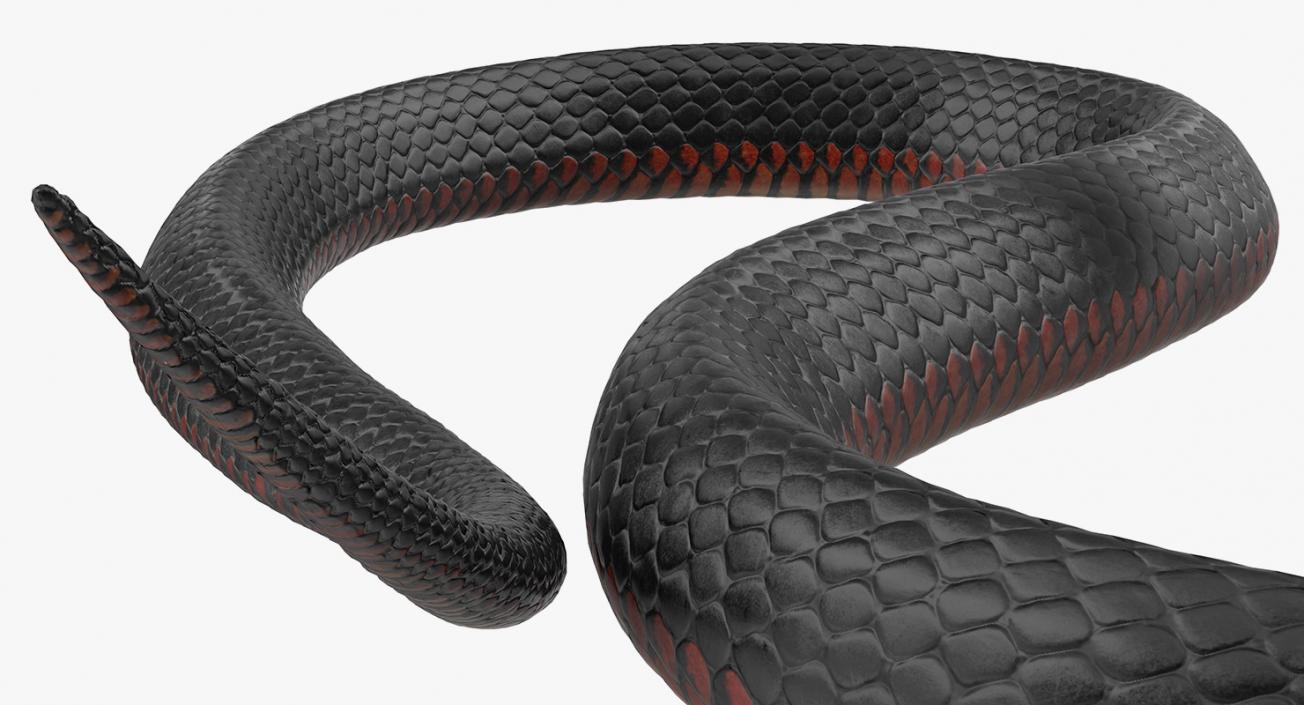 Snakes 3D Models Collection 3 3D model