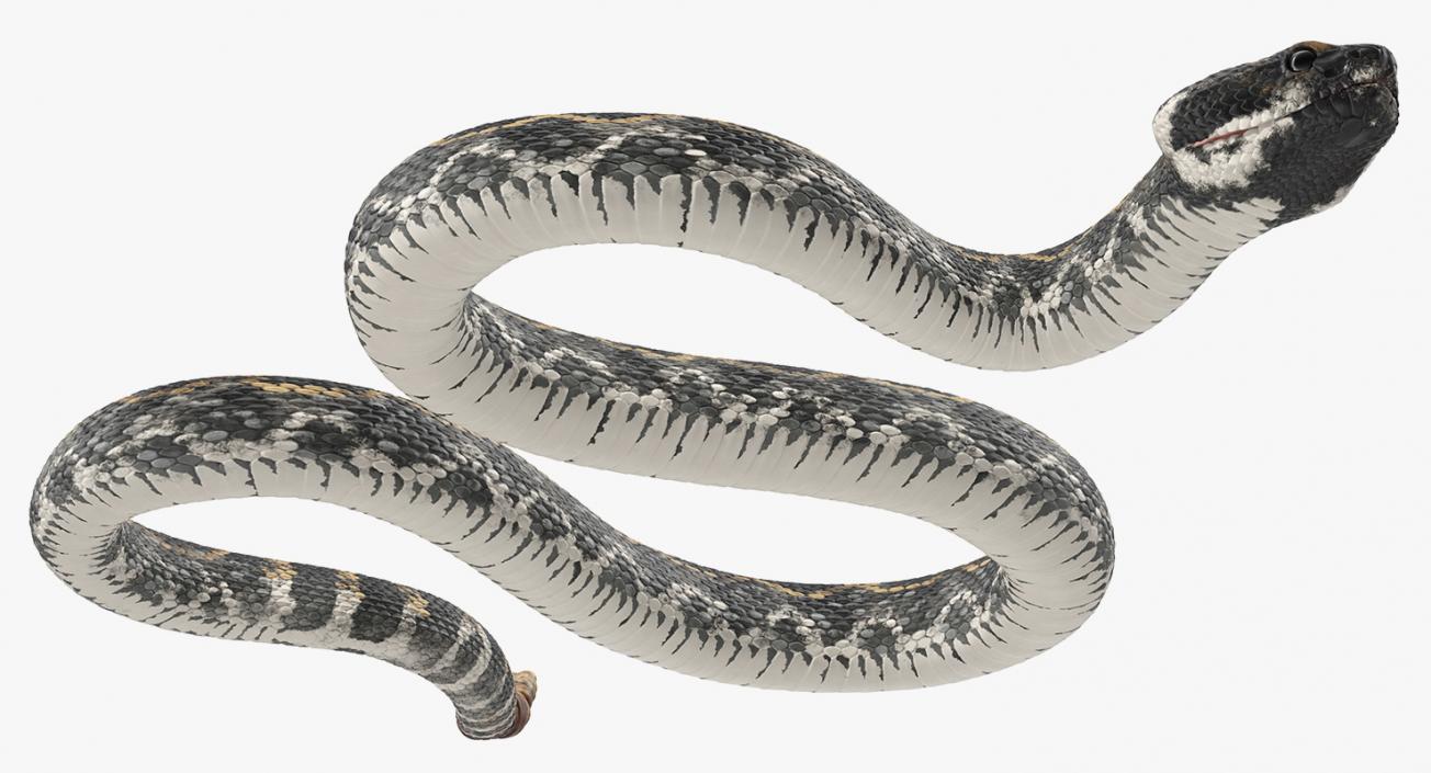 Snakes 3D Models Collection 3 3D model