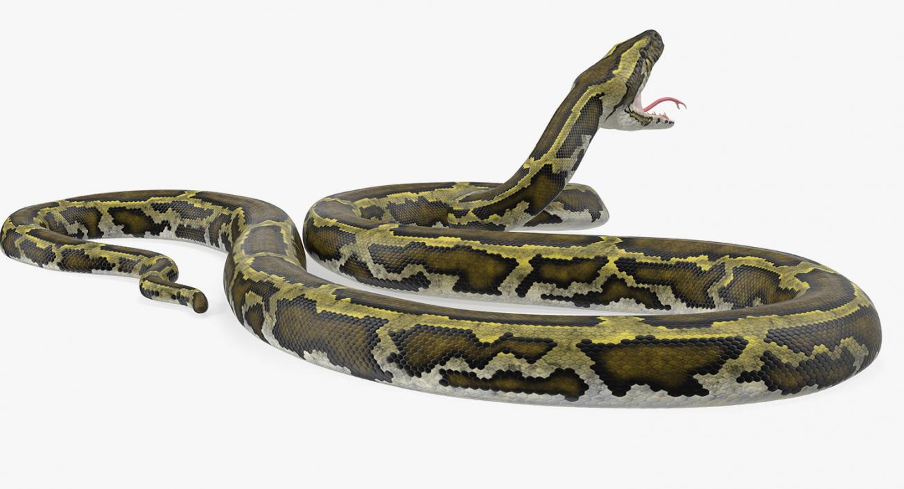 Snakes 3D Models Collection 3 3D model