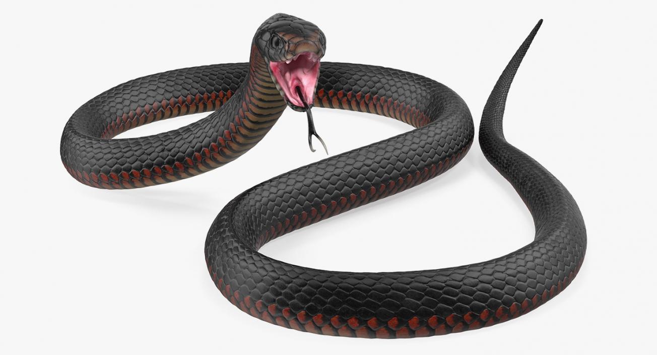 Snakes 3D Models Collection 3 3D model