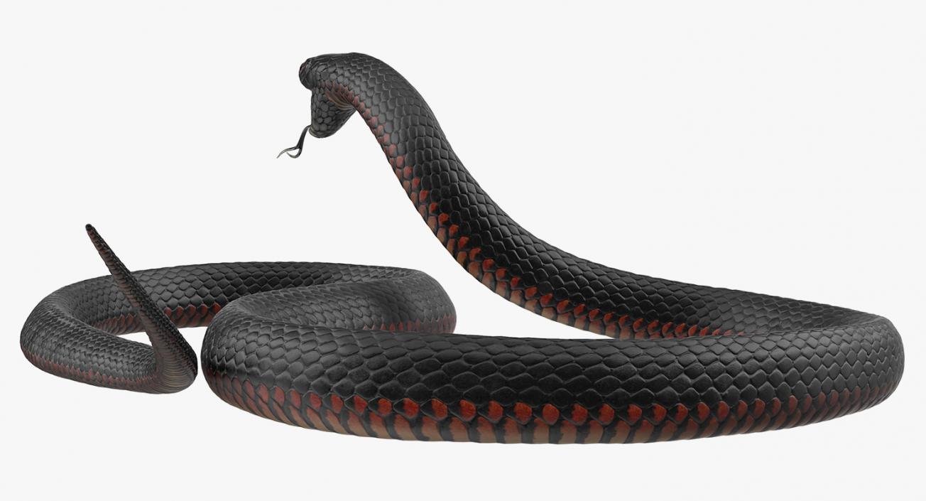 Snakes 3D Models Collection 3 3D model