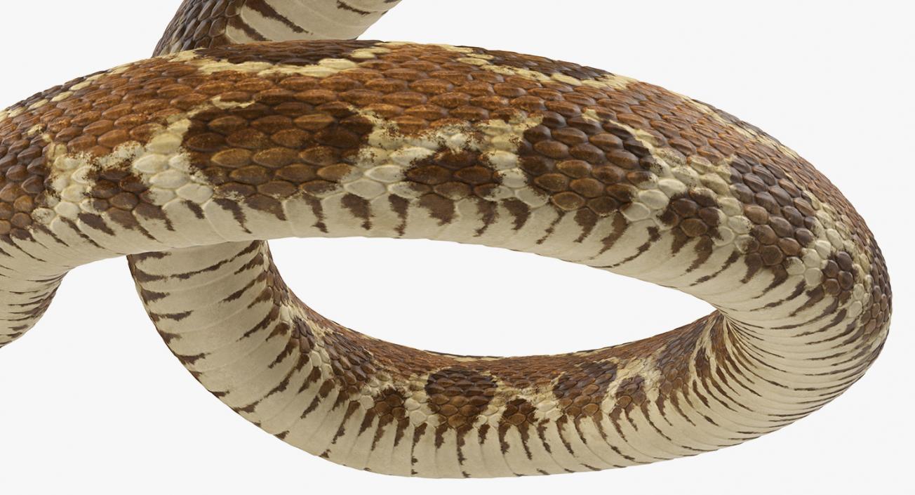 Snakes 3D Models Collection 3 3D model