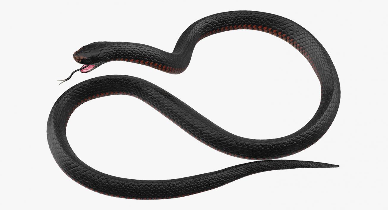 Snakes 3D Models Collection 3 3D model