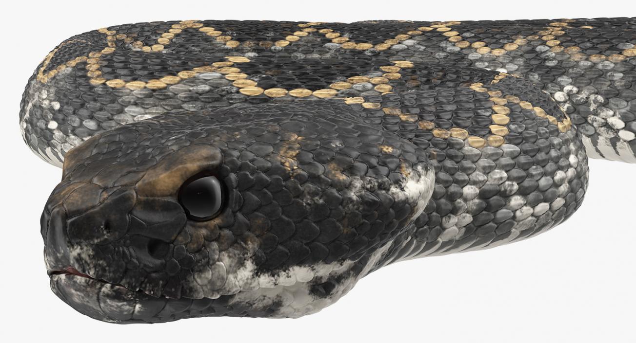 Snakes 3D Models Collection 3 3D model