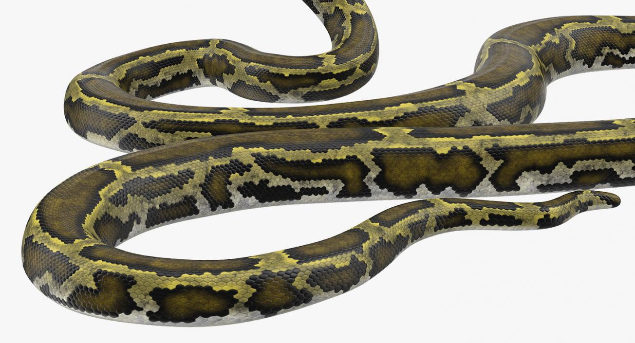 Snakes 3D Models Collection 3 3D model