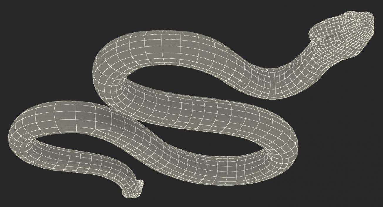 Snakes 3D Models Collection 3 3D model