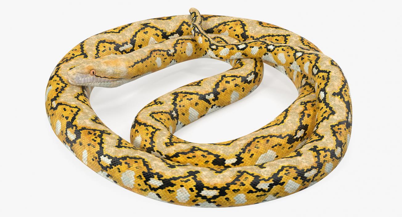 Snakes 3D Models Collection 3 3D model