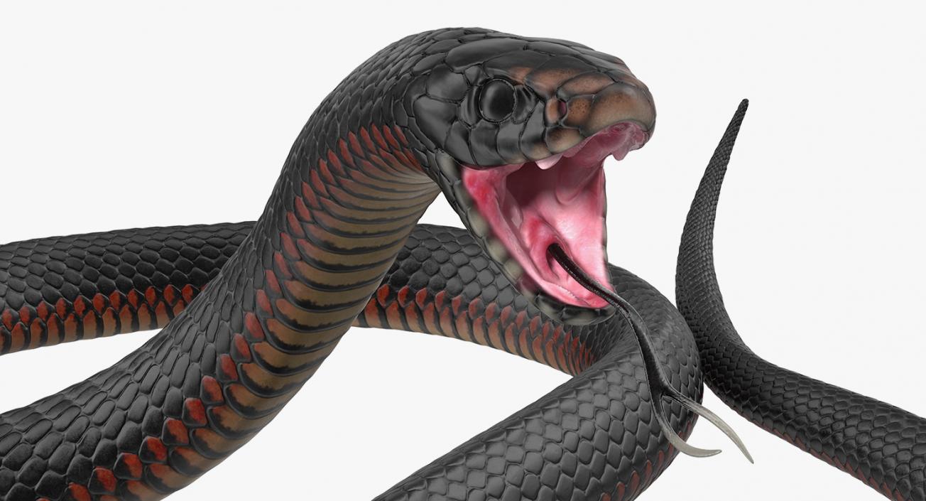 Snakes 3D Models Collection 3 3D model