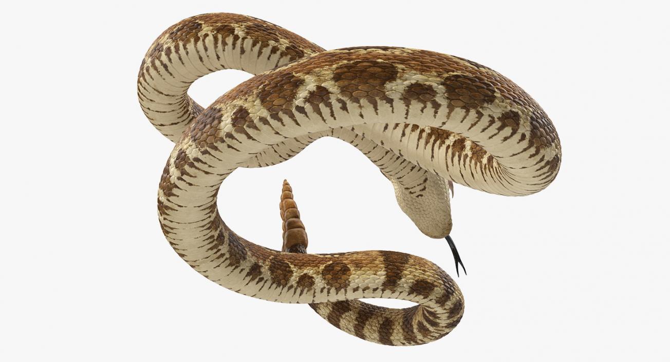 Snakes 3D Models Collection 3 3D model