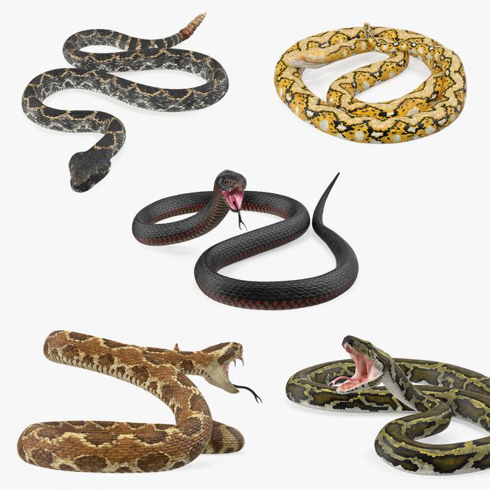 Snakes 3D Models Collection 3 3D model