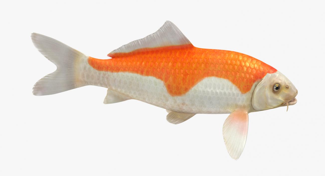 Harivake Koi Fish Rigged 3D model