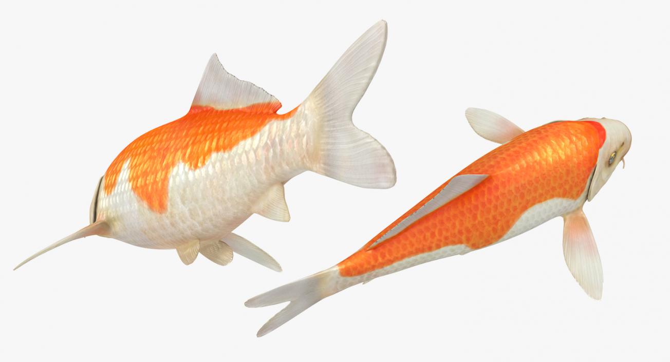 Harivake Koi Fish Rigged 3D model