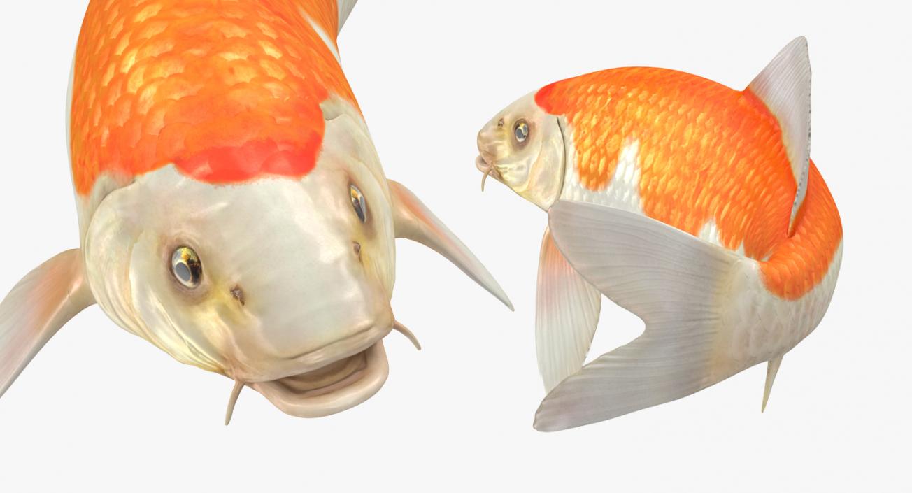 Harivake Koi Fish Rigged 3D model