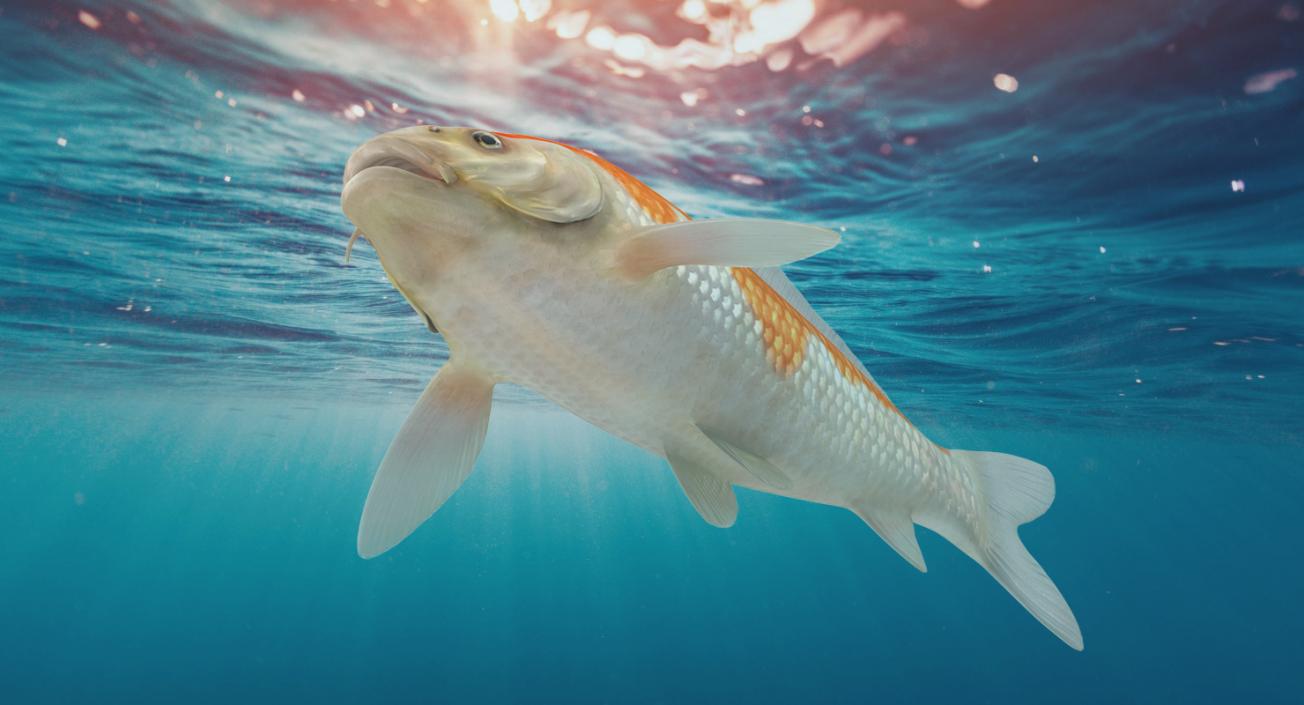 Harivake Koi Fish Rigged 3D model