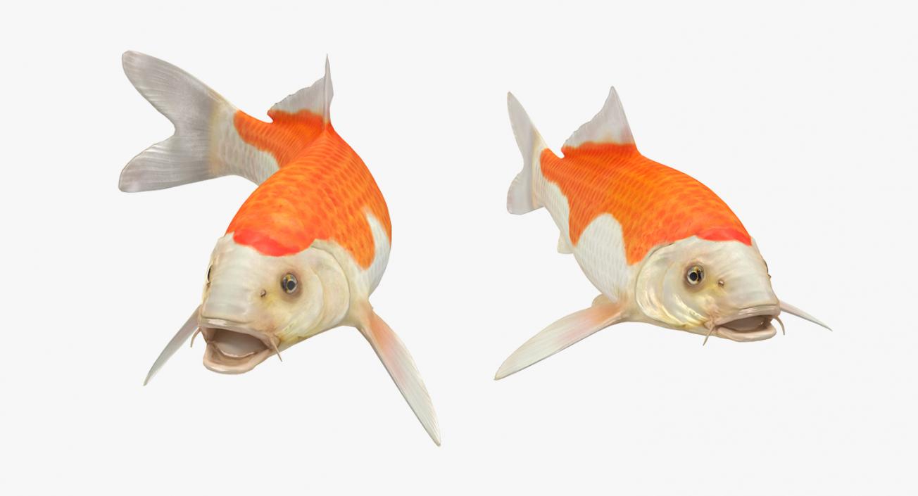 Harivake Koi Fish Rigged 3D model