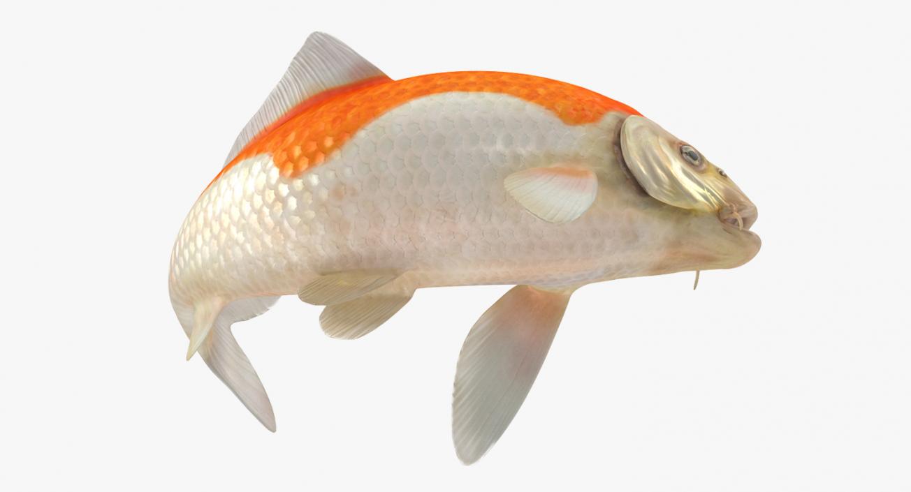 Harivake Koi Fish Rigged 3D model