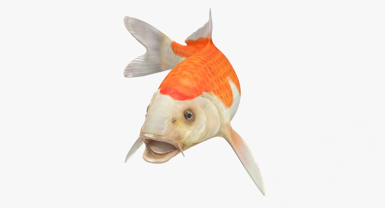 Harivake Koi Fish Rigged 3D model