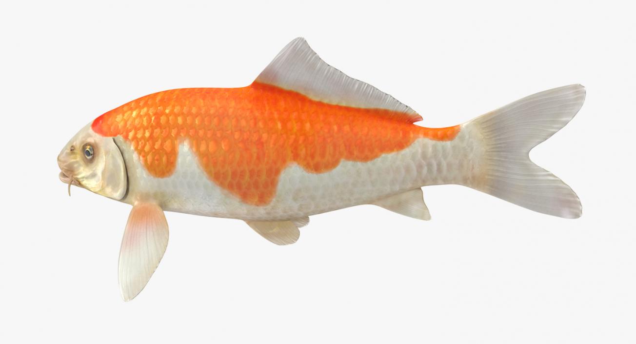 Harivake Koi Fish Rigged 3D model