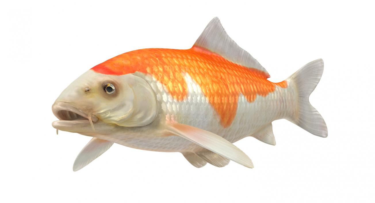 Harivake Koi Fish Rigged 3D model