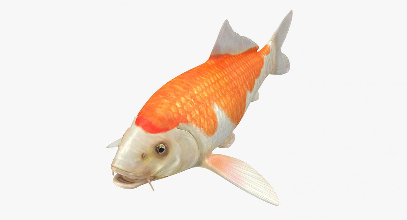 Harivake Koi Fish Rigged 3D model