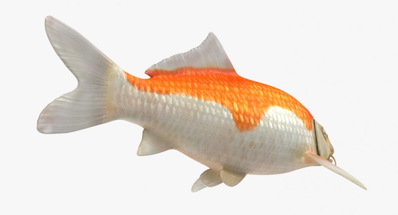 Harivake Koi Fish Rigged 3D model