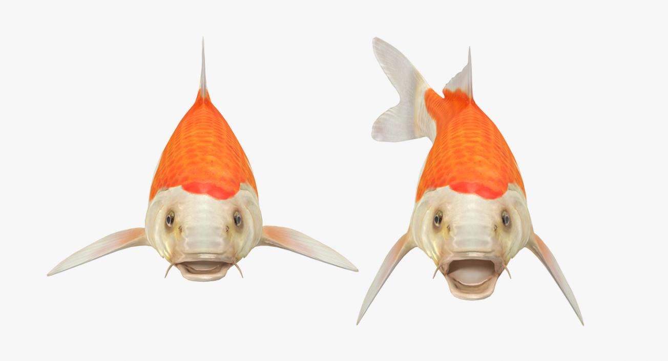 Harivake Koi Fish Rigged 3D model