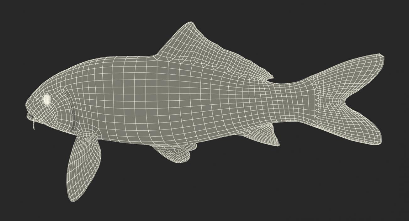 Harivake Koi Fish Rigged 3D model