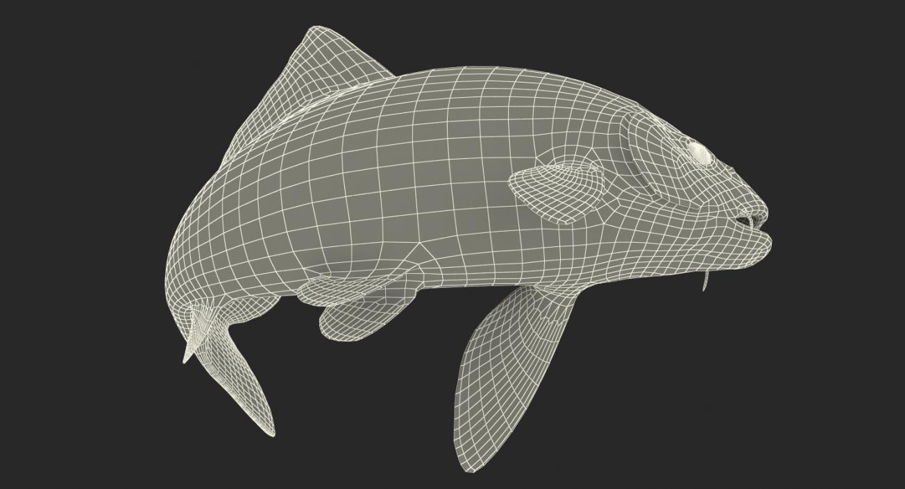 Harivake Koi Fish Rigged 3D model