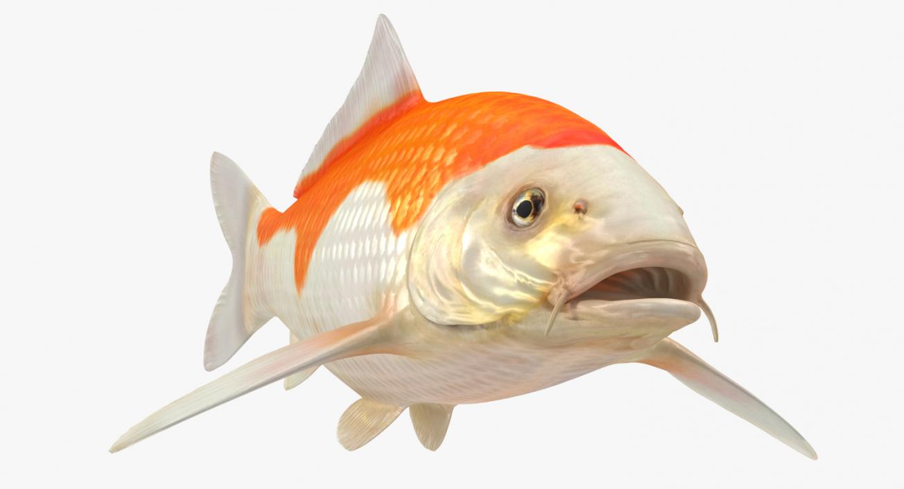 Harivake Koi Fish Rigged 3D model