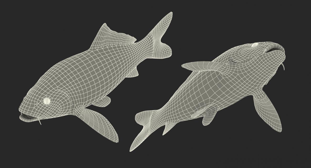 Harivake Koi Fish Rigged 3D model