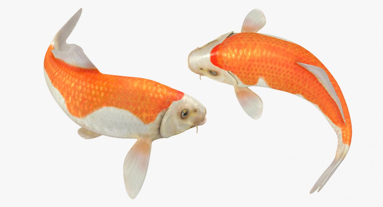 Harivake Koi Fish Rigged 3D model