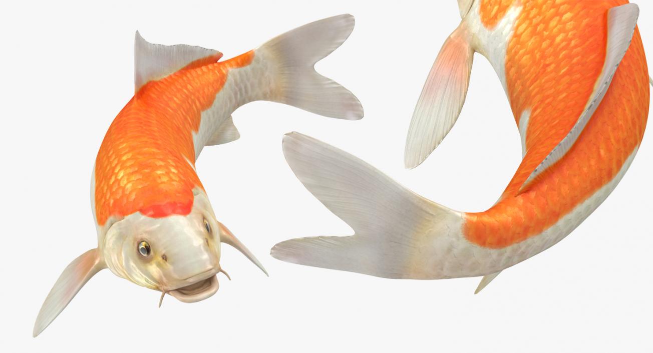 Harivake Koi Fish Rigged 3D model