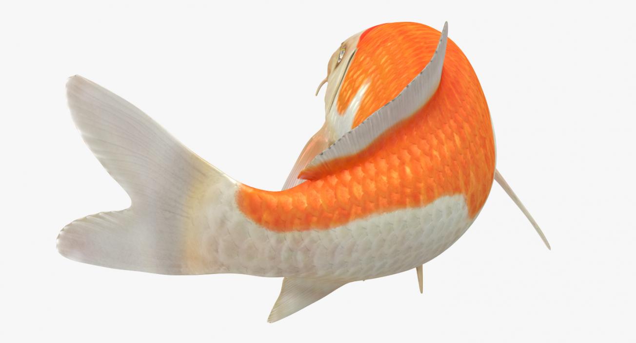 Harivake Koi Fish Rigged 3D model